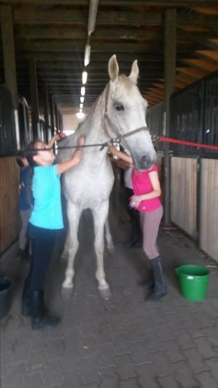 Caballus Lovasmajor Panzio Ньиредьхаза Экстерьер фото